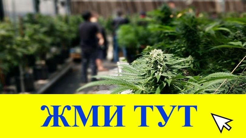 Купить наркотики в Сунже